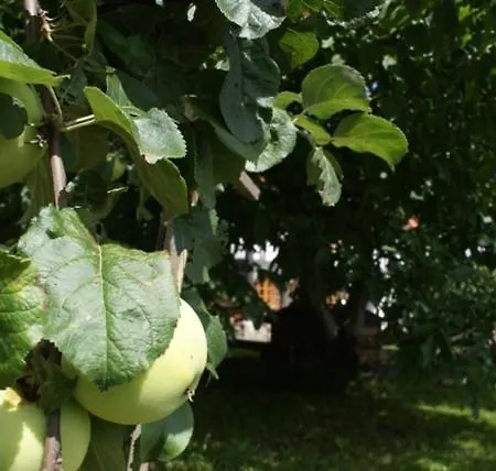 Alloggio per agriturismo Izerski Dom Leśna