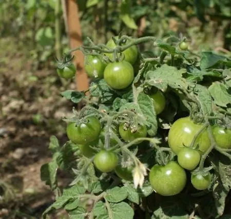 农家乐 Izerski Dom Leśna