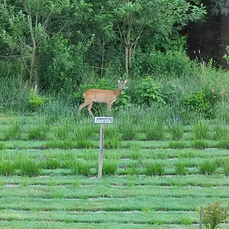 农家乐 Izerski Dom Leśna