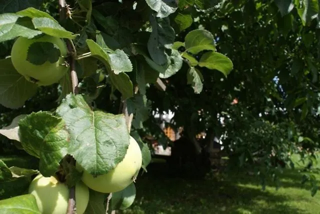 Фермерский дом Izerski Dom Лесьна
