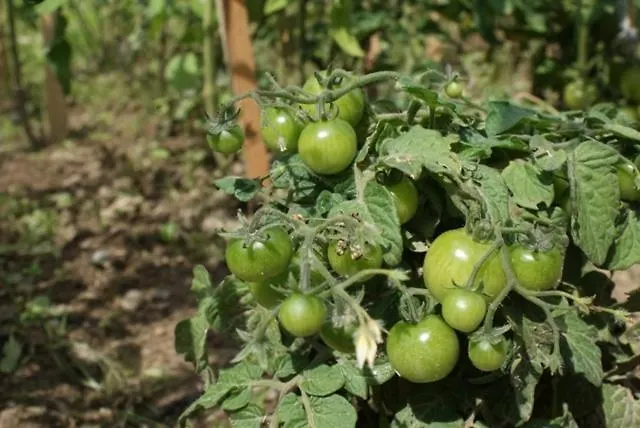 Agroturismo Izerski Dom Leśna