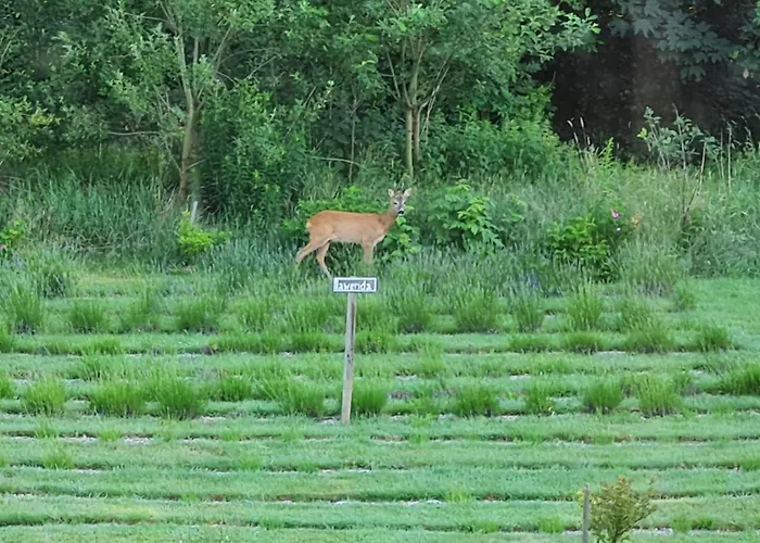 Фермерский дом Izerski Dom Лесьна