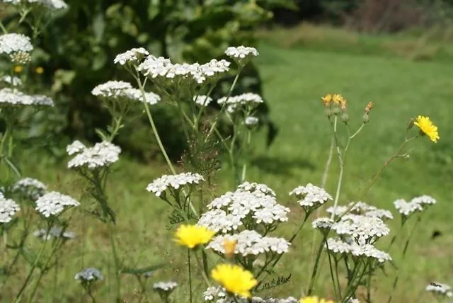 Agroturismo Izerski Dom Leśna