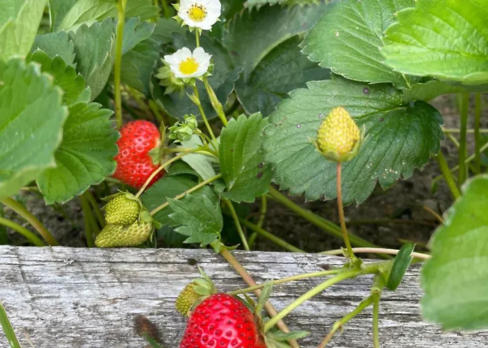 Agroturismo Izerski Dom *